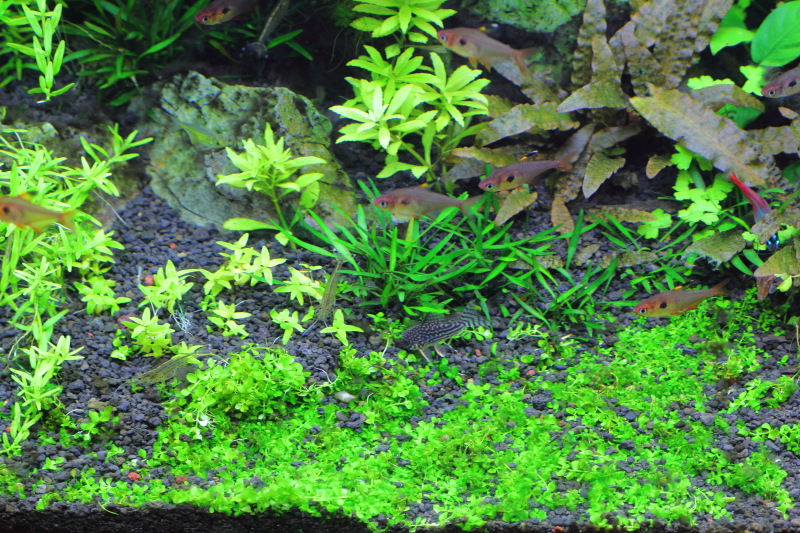 植栽から143日目　ニューラージパールグラス